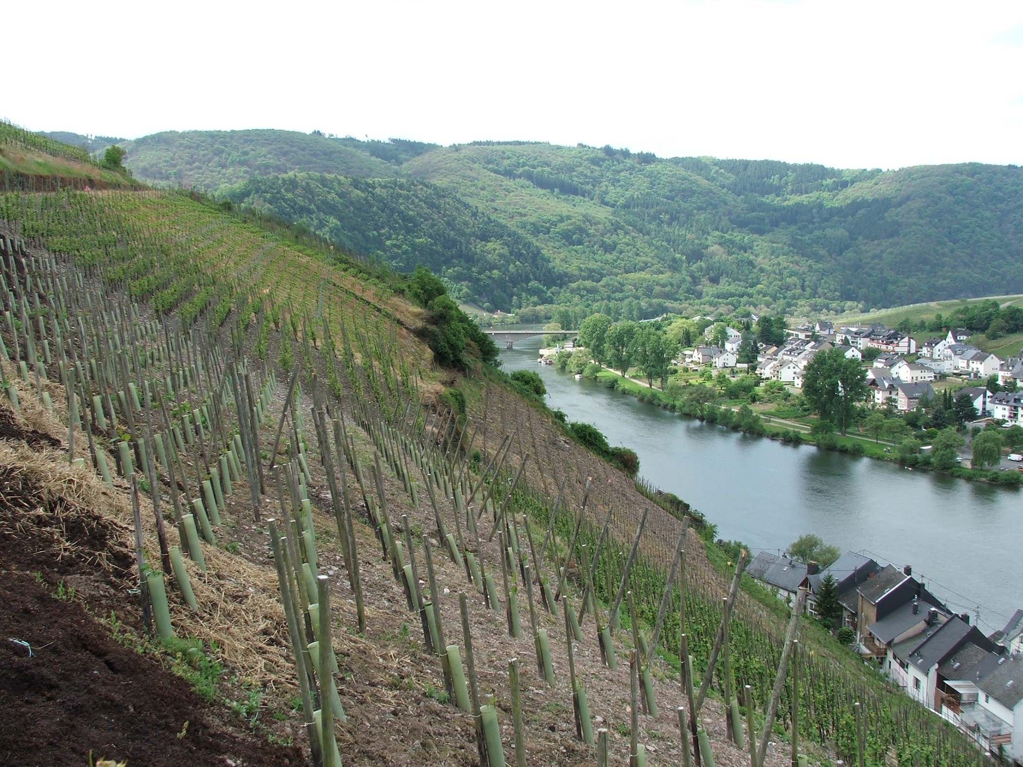 080110_zell_mosel